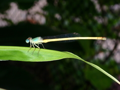 Ceriagrion indochinense