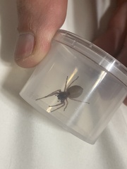 Trachelas tranquillus