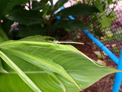 Ceriagrion indochinense