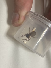 Trachelas tranquillus