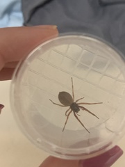 Trachelas tranquillus