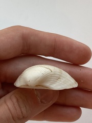 Arcidae