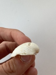 Arcidae