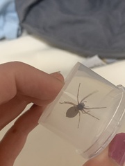 Trachelas tranquillus