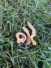 Clavulinopsis appalachiensis