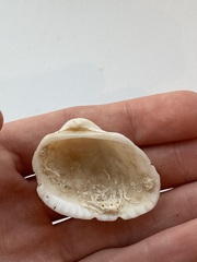 Arcidae