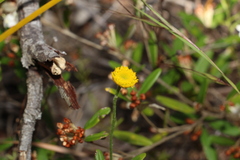 Rutidosis murchisonii