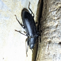 Alobates pensylvanicus
