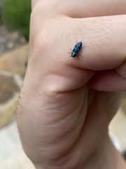 Chrysobothris chlorocephala