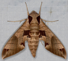Eumorpha achemon