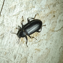 Alobates pensylvanicus