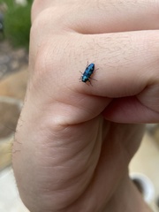 Chrysobothris chlorocephala