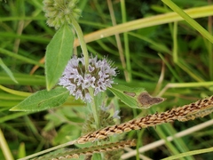 Mentha