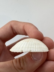 Arcidae