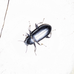 Alobates pensylvanicus