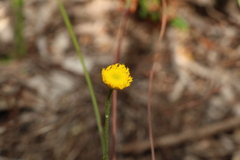 Rutidosis murchisonii