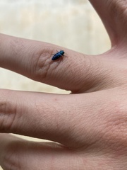 Chrysobothris chlorocephala