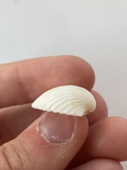 Arcidae