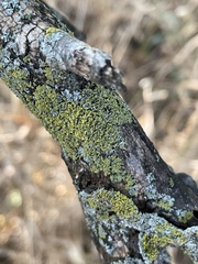 Teloschistes chrysophthalmus