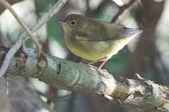 Oporornis agilis