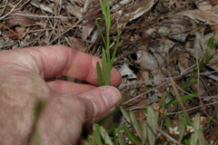 Rutidosis murchisonii