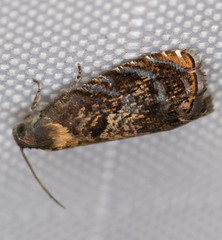 Grapholita prunivora