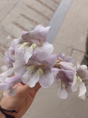 Paulownia tomentosa