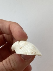 Arcidae