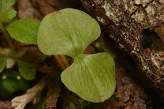 Neottia cordata