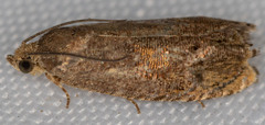 Grapholita prunivora