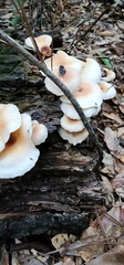 Ripartitella brasiliensis