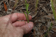 Rutidosis murchisonii