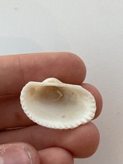 Arcidae