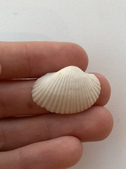 Arcidae
