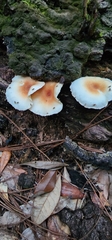 Ripartitella brasiliensis