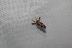 Limacodidae