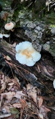 Ripartitella brasiliensis