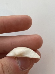 Arcidae