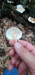 Ripartitella brasiliensis