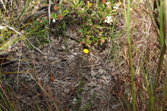 Rutidosis murchisonii