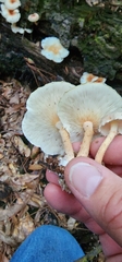Ripartitella brasiliensis