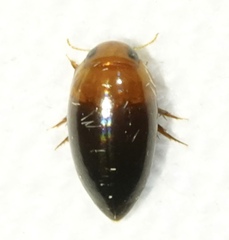 Hydrocanthus atripennis