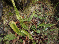 Polystichum kruckebergii
