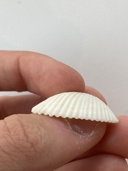 Arcidae