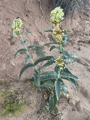 Asclepias erosa