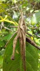 Xyleus discoideus rosulentus