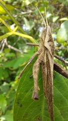 Xyleus discoideus rosulentus