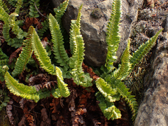 Polystichum kruckebergii