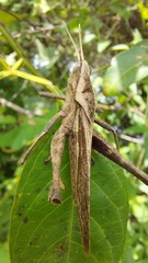 Xyleus discoideus rosulentus