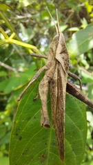 Xyleus discoideus rosulentus